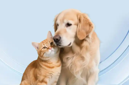 Fluralaner pets | Shaanxi BLOOM Tech Co., Ltd Fluralaner pets | Shaanxi BLOOM Tech Co., Ltd