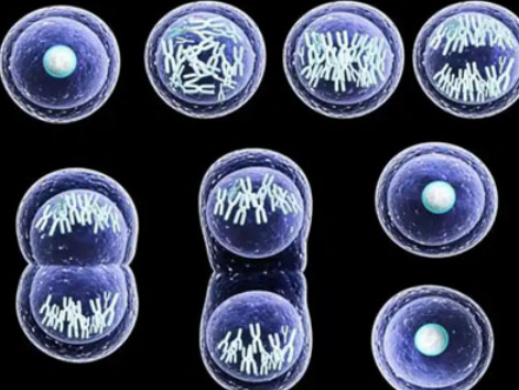 Spermidine Cost | Shaanxi BLOOM Tech Co., Ltd Spermidine Cost | Shaanxi BLOOM Tech Co., Ltd