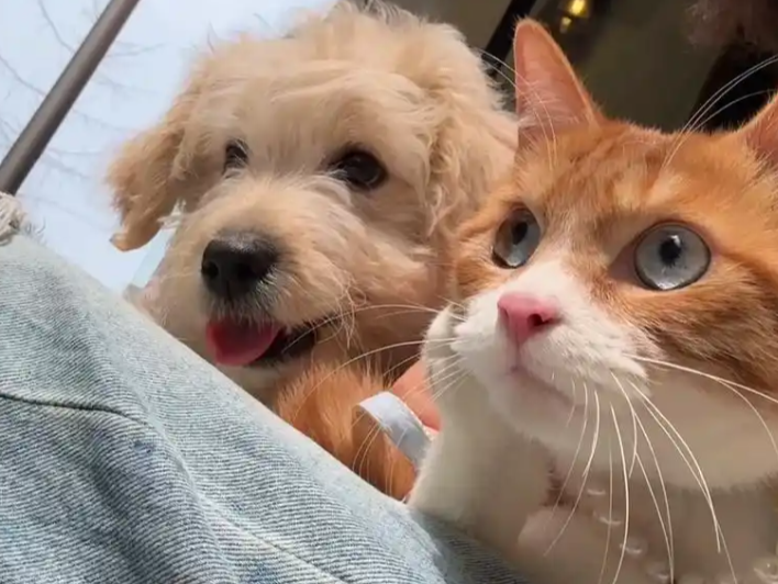 Fluralaner Drops Price | Shaanxi BLOOM Tech Co., Ltd Fluralaner Drops Price | Shaanxi BLOOM Tech Co., Ltd