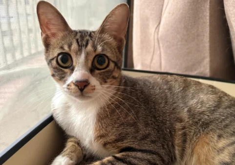GS-441524 for cats | Shaanxi BLOOM Tech Co., Ltd GS-441524 for cats | Shaanxi BLOOM Tech Co., Ltd