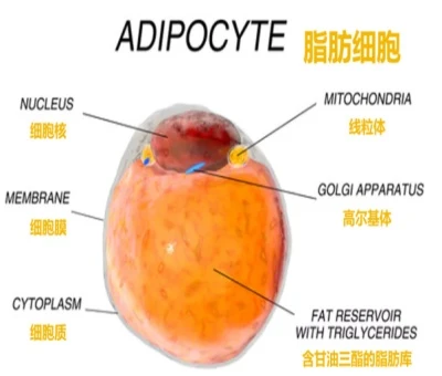 Bioglutide Online | Shaanxi BLOOM Tech Co., Ltd Bioglutide Online | Shaanxi BLOOM Tech Co., Ltd