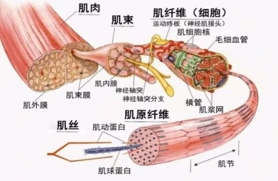 Bioglutide 500mcg | Shaanxi BLOOM Tech Co., Ltd Bioglutide 500mcg | Shaanxi BLOOM Tech Co., Ltd